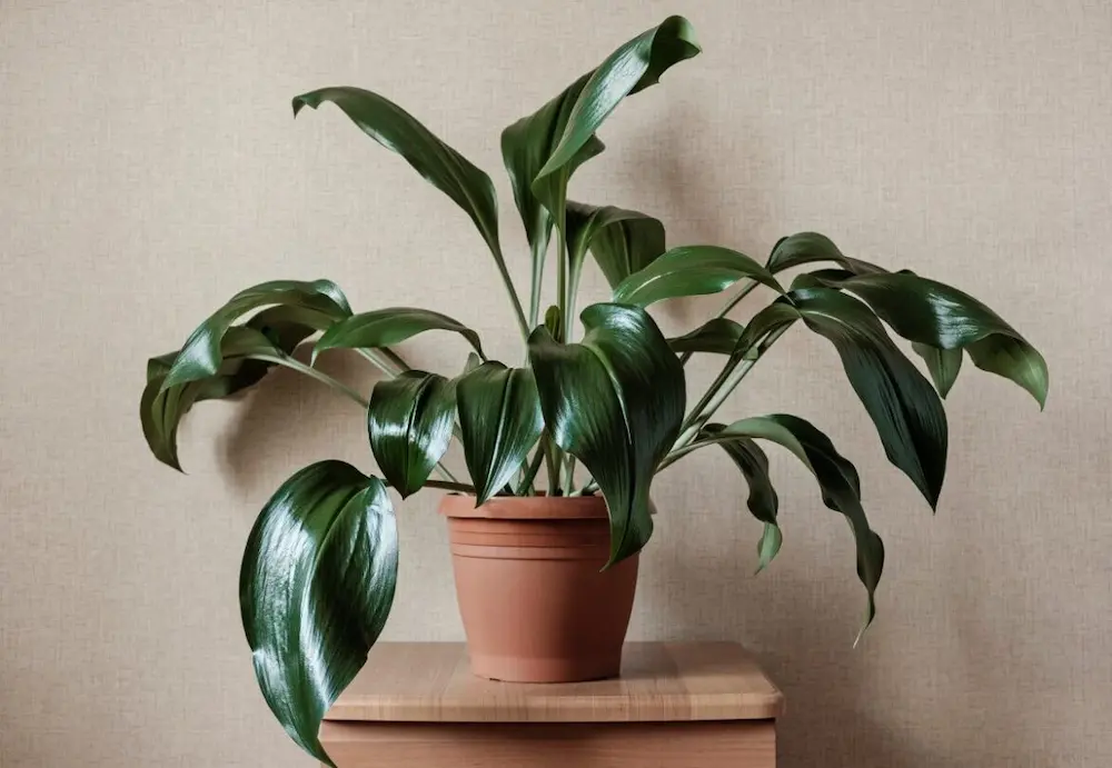 Aspidistra
