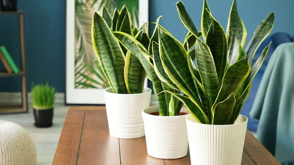 Sansevieria laurentii