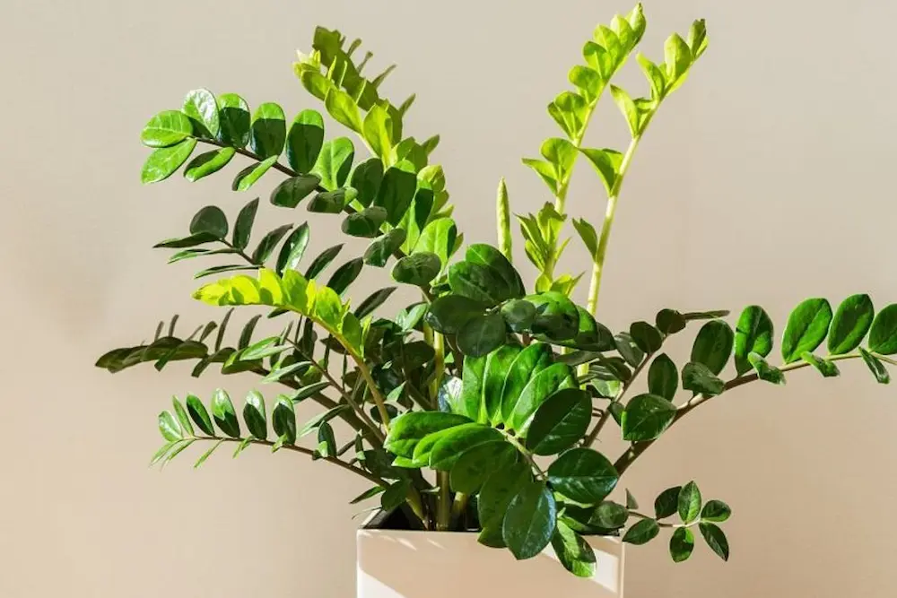 Zamioculca
