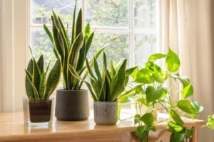 plantas de interior