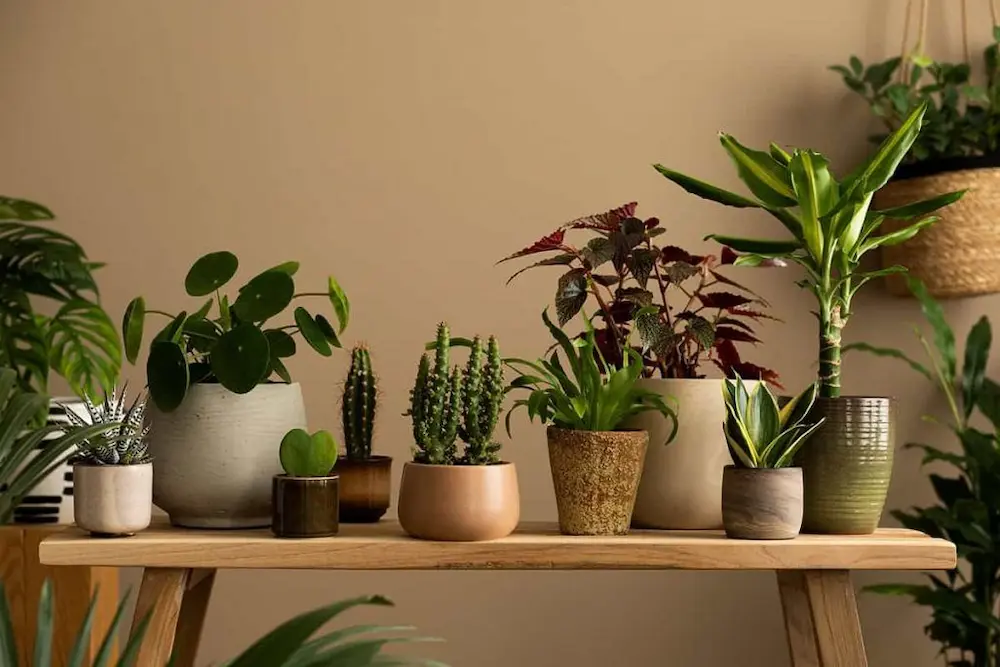 ¿Por qué es beneficioso integrar plantas de interior en el hogar
