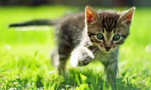 como cuidar a un gato